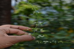 Asparagus gonoclados
